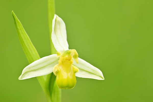 Gelbe Bienenragwurz, var. flavescens
