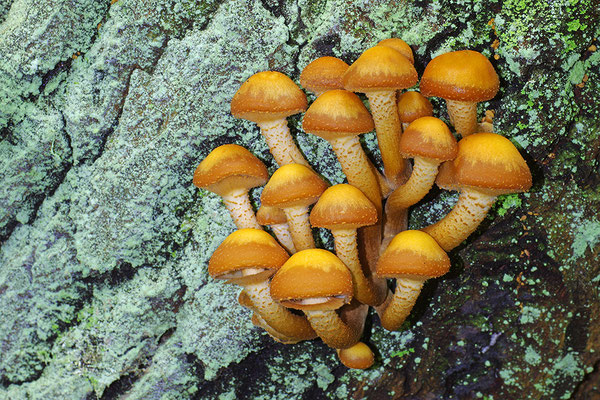 Stockschwämmchen