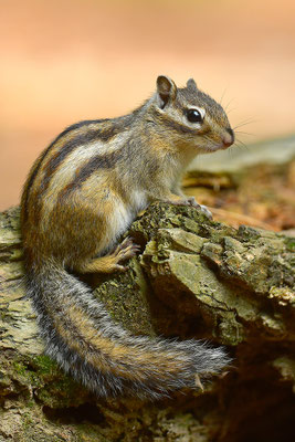 Sibirisches Streifenhörnchen