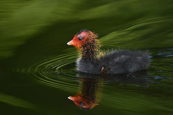 Blässralle Jungvogel