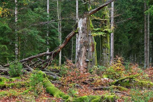 Urwald Nationalpark Eifel