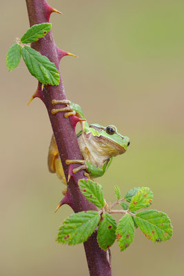 Laubfrosch