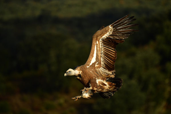 Gänsegeier