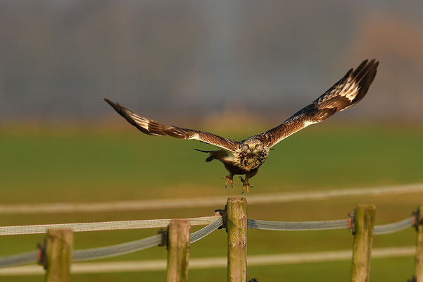 Rauhfußbussard