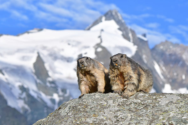 Murmeltiere