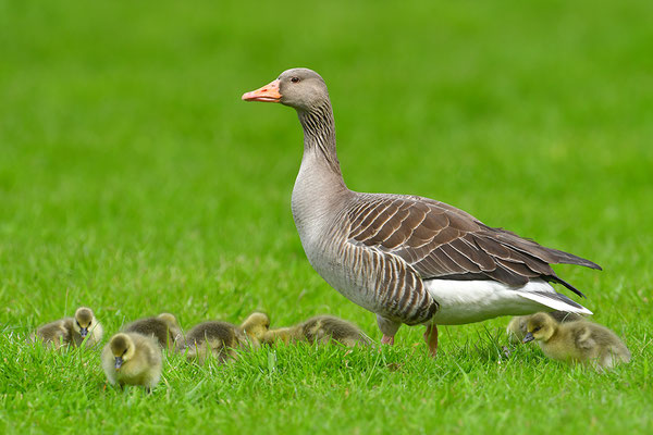 Graugans mit Küken