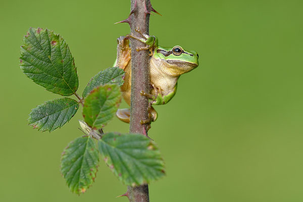 Laubfrosch