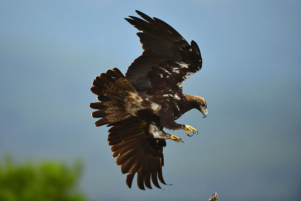 Kaiseradler