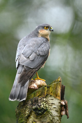 Sperber Männchen