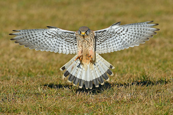Turmfalke im Anflug