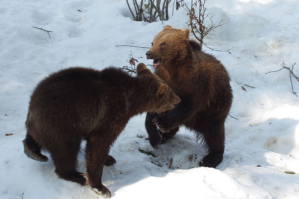 Braunbär Paar, Nationalpark Bayrischer Wald Tierfreigelände Neuschönau