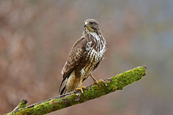 Mäusebussard