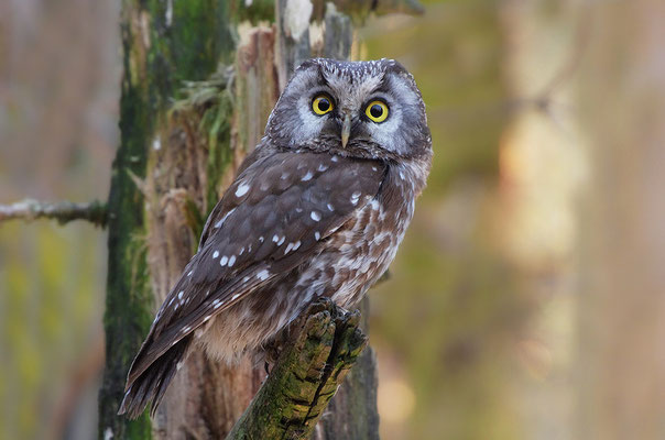 Raufußkauz, Nationalpark Bayrischer Wald Tierfreigelände Neuschönau