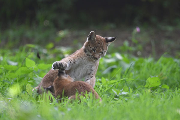 Luchs, Wildpark Anholter Schweiz