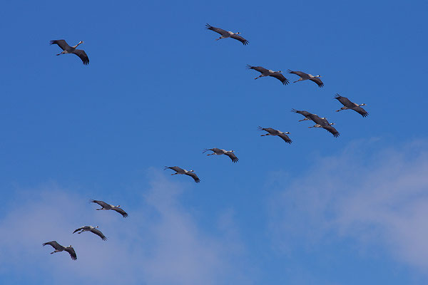 Kraniche im Flug