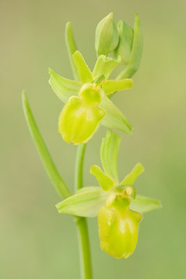 Gelbe Spinnenragwurz flavescens