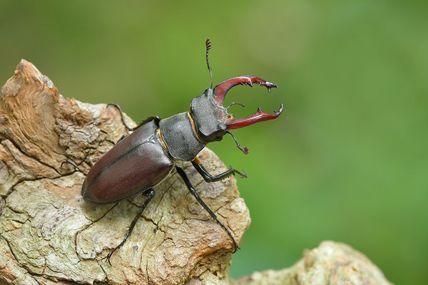 Hirschkäfer Männchen