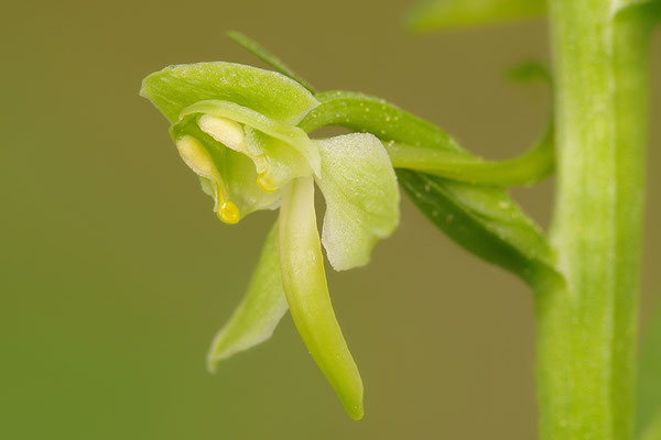 Grüne Waldhyazinthe Einzelblüte