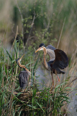 Purpurreiher am Nest