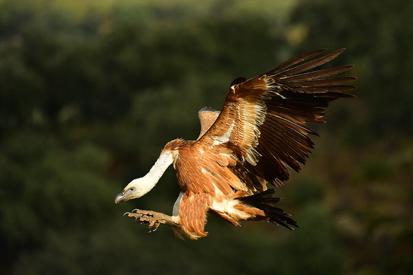 Gänsegeier