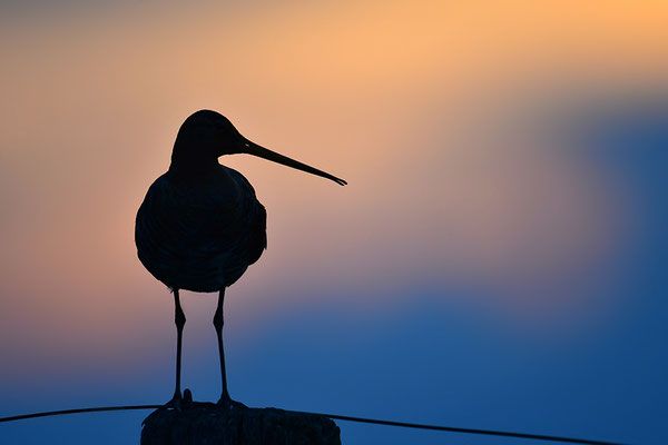 Uferschnepfe im Abendlicht