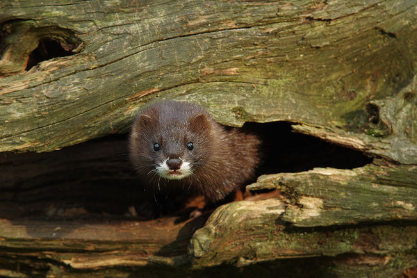 Nerz im Otterpark Hankensbüttel