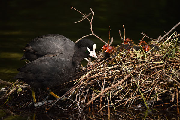 Blässralle Jungvögel