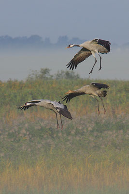 Kranicheim Flug im Nebel