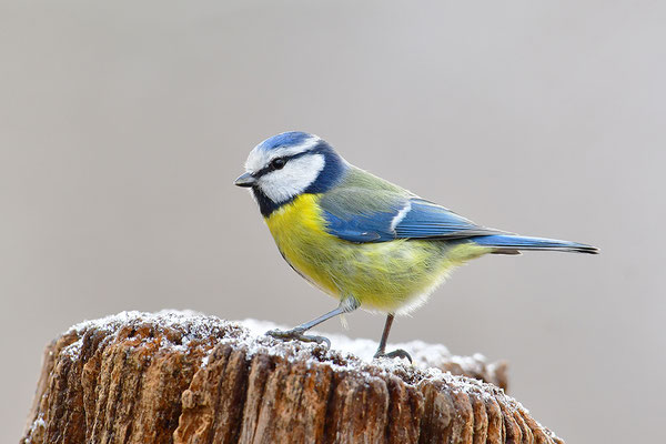 Blaumeise