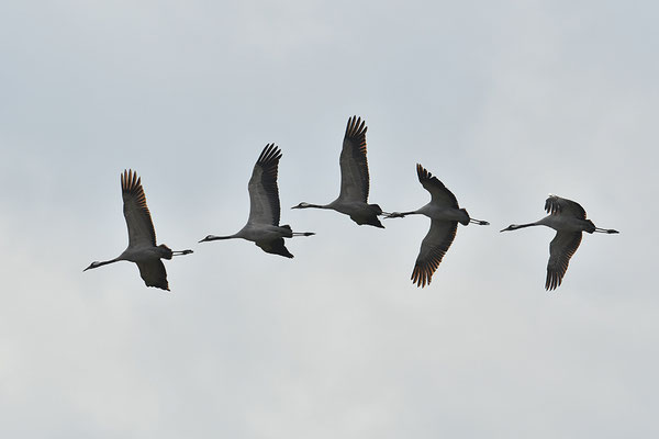 Kraniche im Flug