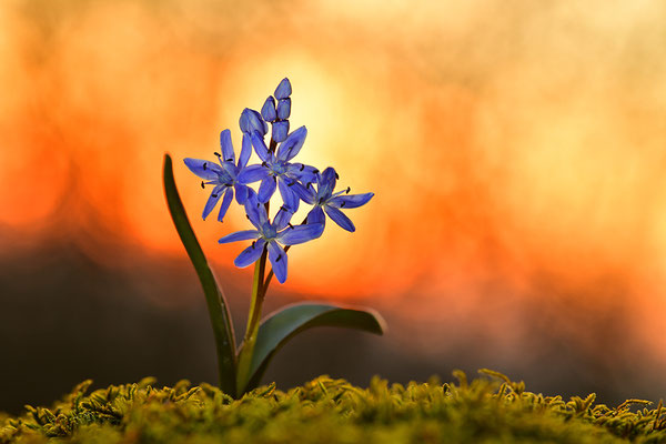 Blaustern im Sonnenuntergang