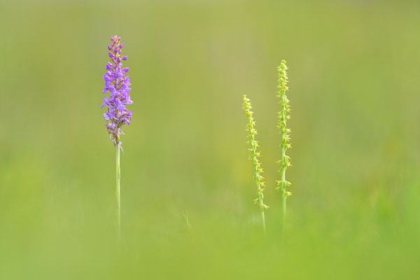 Honigorchis