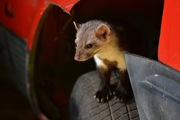 Steinmarder im Otterpark Hankensbüttel