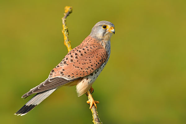 Turmfalke