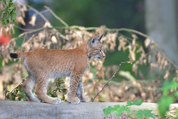 Luchs, Wildpark Anholter Schweiz