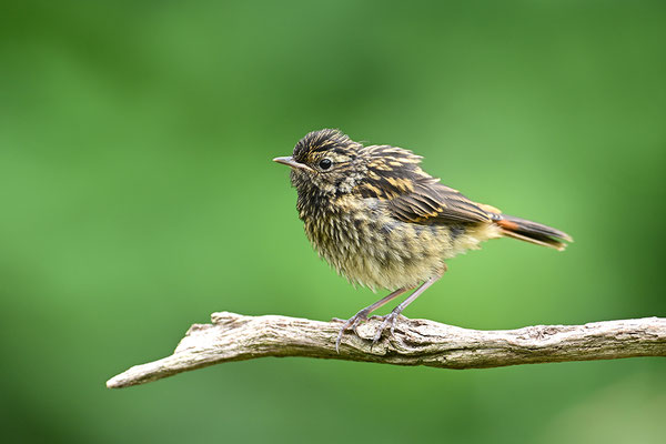 Blaukehlchen Jungvogel