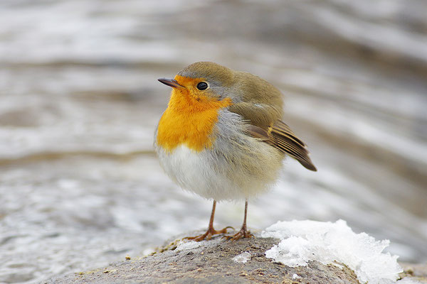 Rotkehlchen