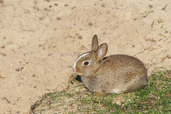 Kaninchen