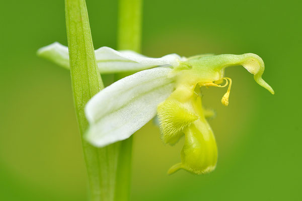 Gelbe Bienenragwurz flavescens