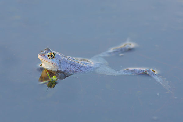 Moorfrosch