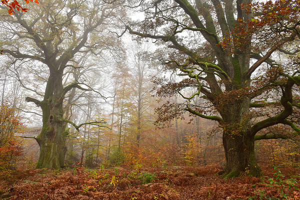 Urwald Sababurg