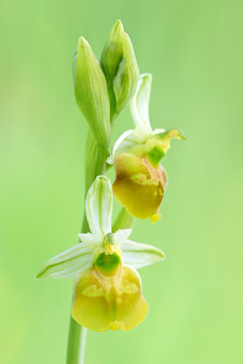 Gelbe Hummelragwurz flavescens