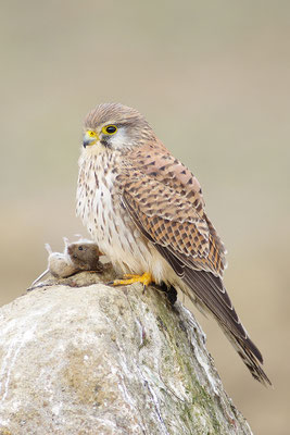 Turmfalke mit Beute