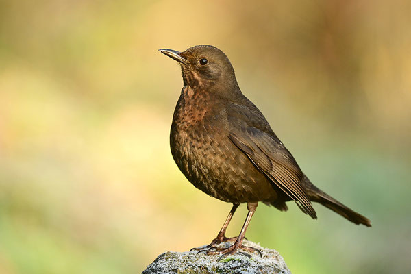 Amsel Weibchen