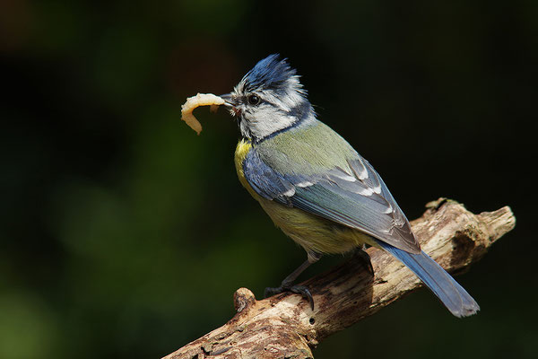 Blaumeise