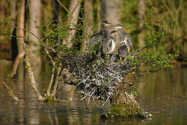 Graureiher am Nest mit Jungvögeln