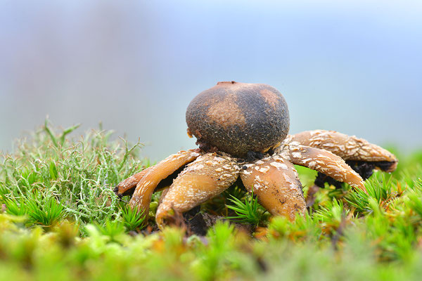 Wetterstern