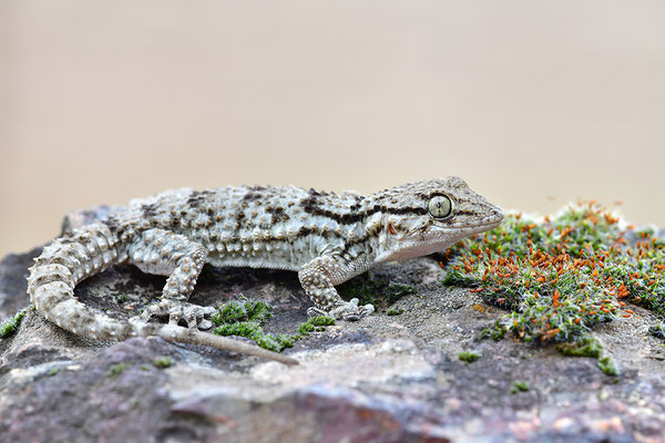 Mauergecko