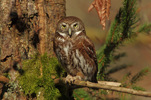 Sperlingskauz, Nationalpark Bayrischer Wald Tierfreigelände Neuschönau