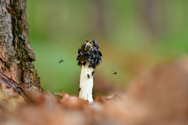 Stinkmorchel mit Fliegen